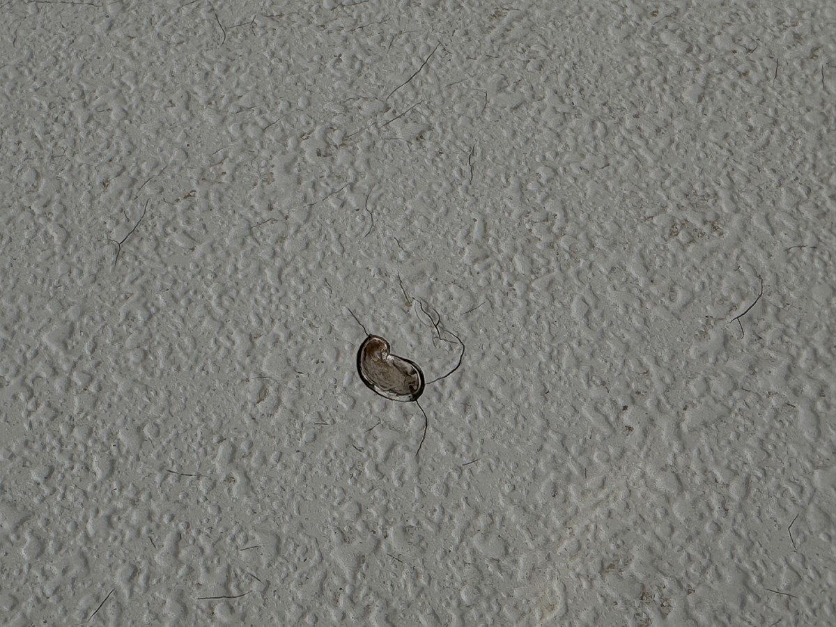 Лучшая цена на Southern Cross 28