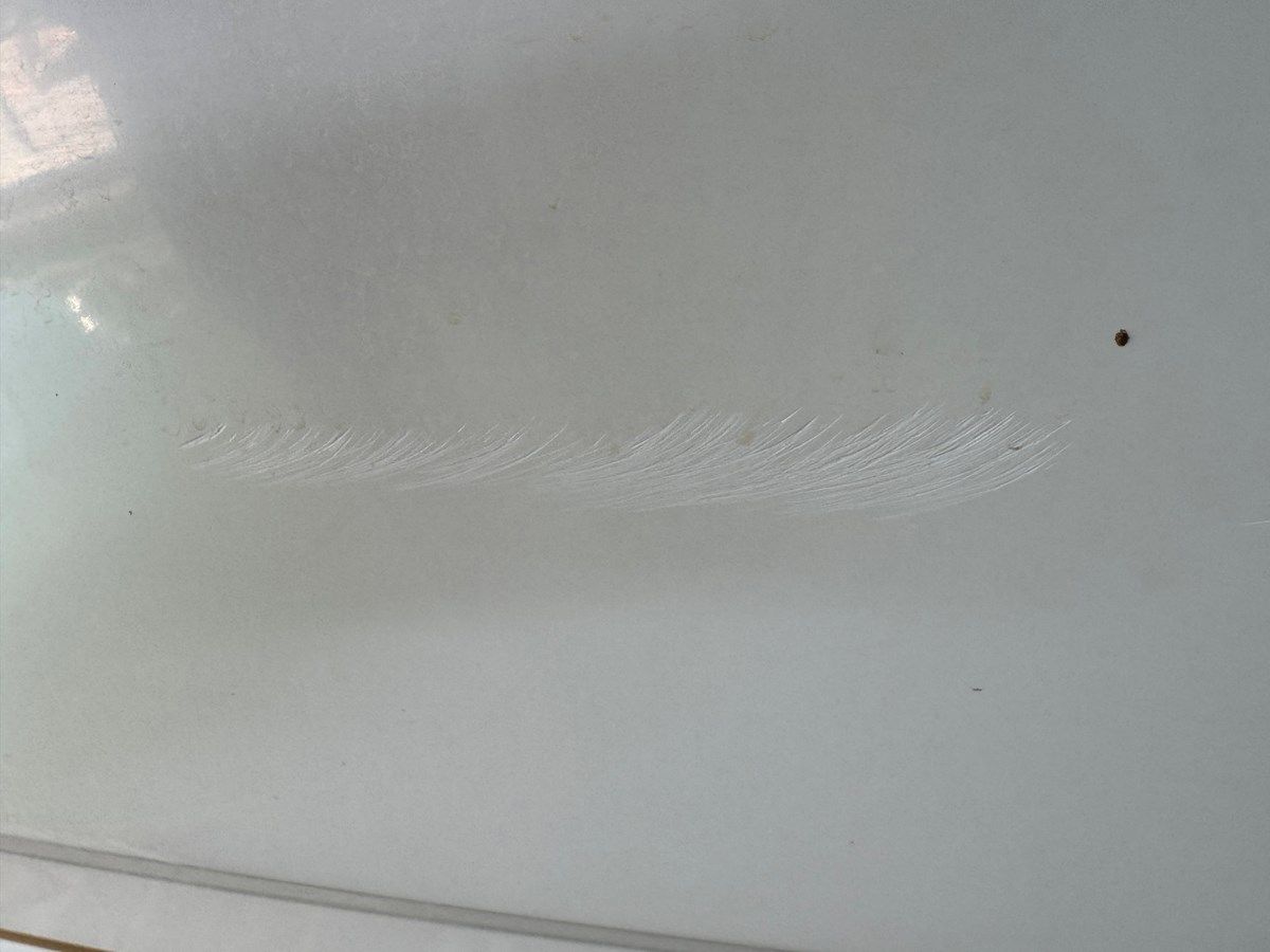 Продажа яхты Southern Cross - Chaparral