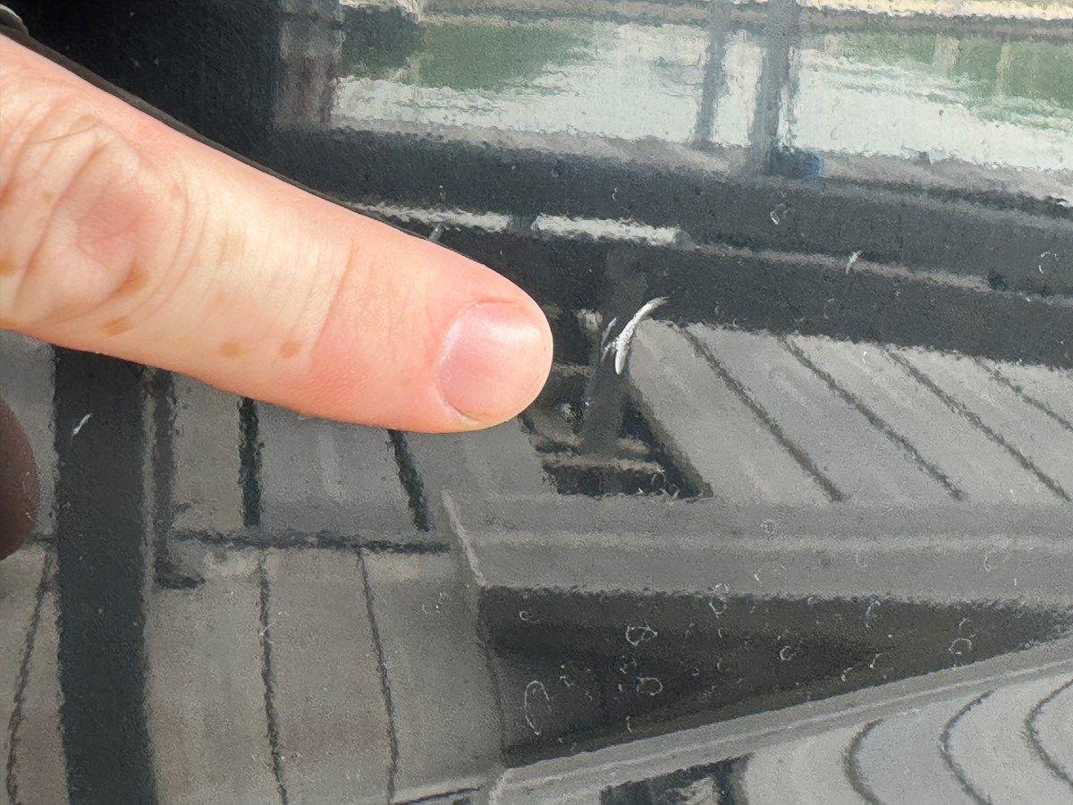 024 Yamaha 252SD NLNL 24 price