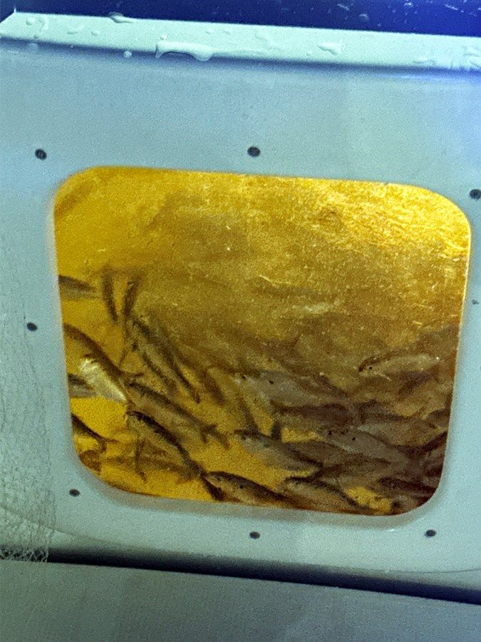 Купить SAFARI 40