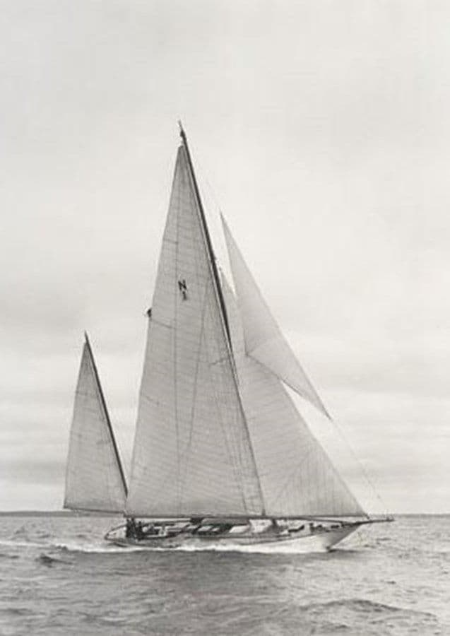 Лучшая цена на Rugosa