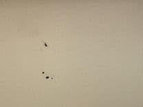 Купить яхту 08 Manitou Legacy 24 Tritoon NLDF 2008 в Shestakov Yacht Sales