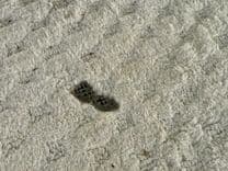 08 Manitou Legacy 24 Tritoon NLDF Legacy 24 Tritoon