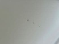 Лучшие предложения покупки яхты 08 Manitou Legacy 24 Tritoon NLDF - MANITOU