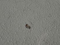 Лучшая цена на Southern Cross 28