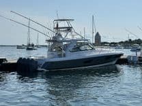 NET LOSS 477 Evolution price