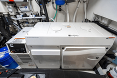 Bald Eagle - Riviera